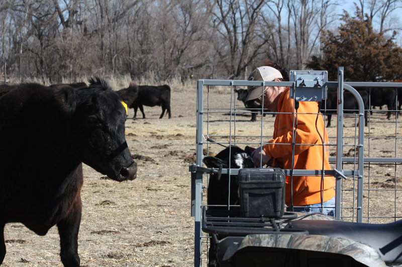 wandering calf comfort tx